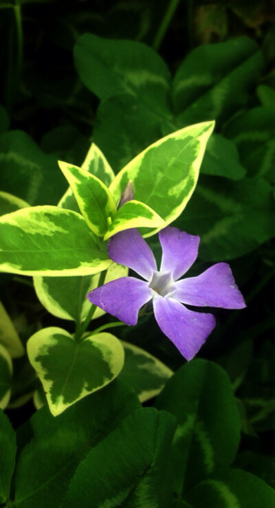 【 花 谱 〜 花 叶 蔓 长 春 花 】 （学名：Vinca major var. variegata）为夹竹桃科蔓长春花属蔓长春花的变种。别称：对叶常春藤，花叶常春藤，爬藤黄杨，花叶长春蔓。 花语：愉快的回忆、青春永驻、坚贞。相传如果…