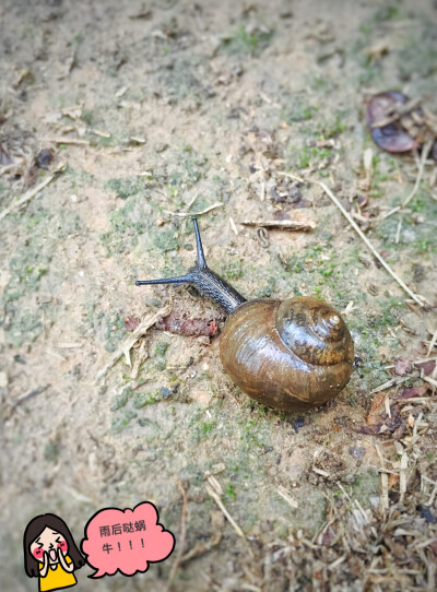 雨后蜗牛