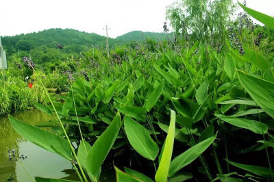 再力花，竹芋科塔利亚属多年生挺水植物。五月花开，偏紫色。复总状花序。 拉丁学名：Thalia dealbata 别称：水竹芋、水莲蕉、塔利亚