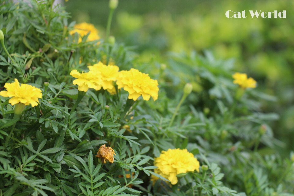 《Cat world》2015.6.21 植物/花卉/花草植物