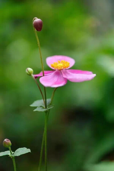 花期7月10月