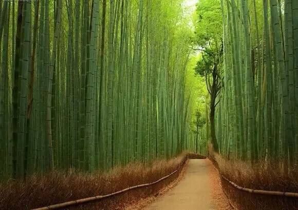 日本的竹林，很多动漫的原景