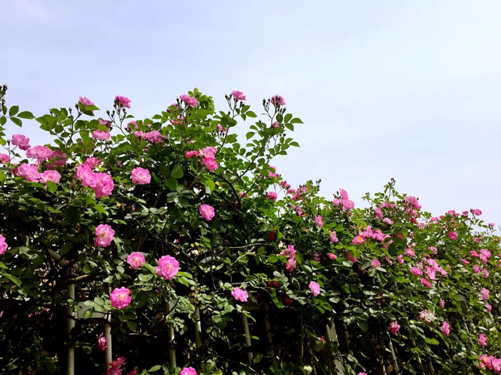 不用镜前空有泪，蔷薇花谢即归来