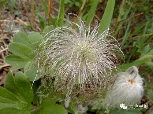  白头翁又叫奈何草，是毛茛科，银莲花属多年生草本植物，具有极高的药用价值，对抑菌、抗炎、抗氧化等有着很好的功效。这个玩意很古怪，花很正常，但是花谢后花柱不凋，就变成这样了，绝对形象。花语：日渐单薄的爱、背信之恋。