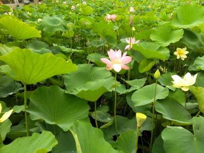 荷花池