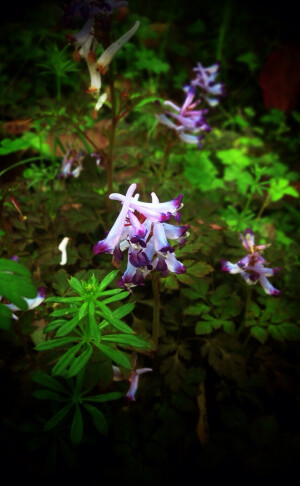 【 刻 叶 紫 堇 】 别名：地锦苗、断肠草、羊不吃、紫花鱼灯草、烫伤草。罂粟科，紫堇属。 生于近海平面至1800米的林缘，路边或疏林下。全草药用，解毒杀虫，治疮癣、蛇蛟伤。外用，不宜内服，含刻叶紫堇胺等多种生物碱。