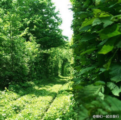 位于乌克兰克莱文镇的一条火车隧道，当地人称之为Tunnel of Love，有机会要跟心爱的人去一次～