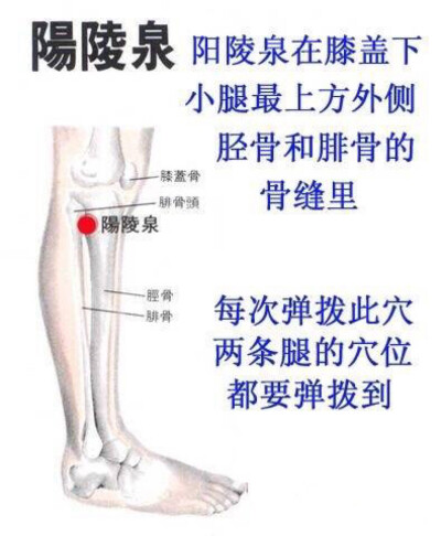 【疏通胆经排毒】有人早上起来老嘴苦，有人经常觉得心里不舒服、老想哭、老有委屈，都是胆经有浊气。这时，就可以拨动阳陵泉。用食指按住这个穴位 ，像拨琴弦一样，此处有一根筋，反复拨动几次，就开始有麻的感觉，…