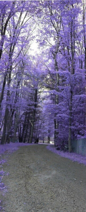 宾夕法尼亚州一条通往湖边的紫色小路