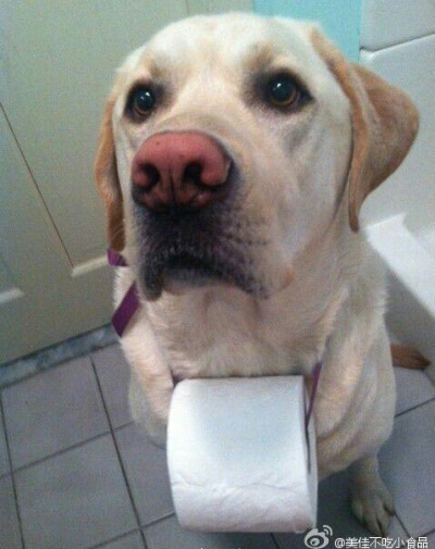 卫生间助手，哈哈