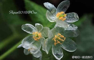 日本有一种花，下雨天会变透明