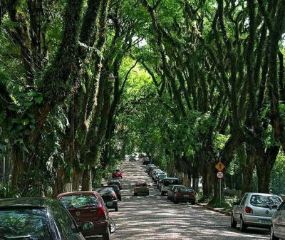 巴西阿雷格里港南部的“紫檀木树隧道”，该街道上全长500米，有超过100棵的紫檀木，枝叶茂密遮盖了天空，也使街道两旁建筑物的空调使用量减少了30%