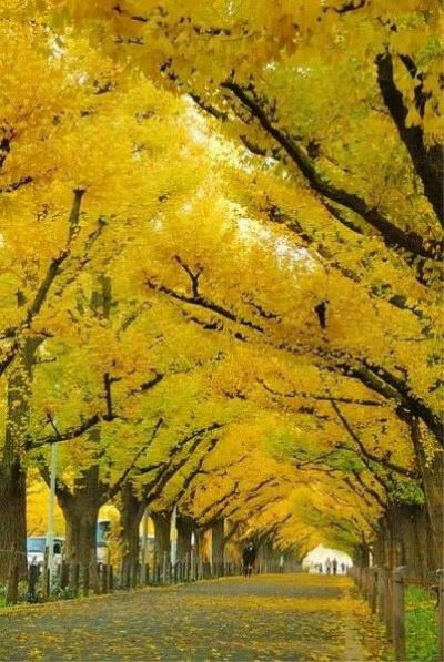 日本东京的“银杏树隧道”，东京的街道两旁、花园和公园里生长着大约6.5万棵银杏树。照片呈现的银杏树隧道座落于明治神宫的外苑。