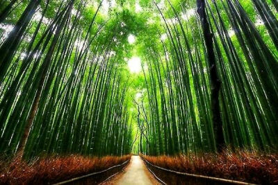 日本岚山“野竹林隧道”