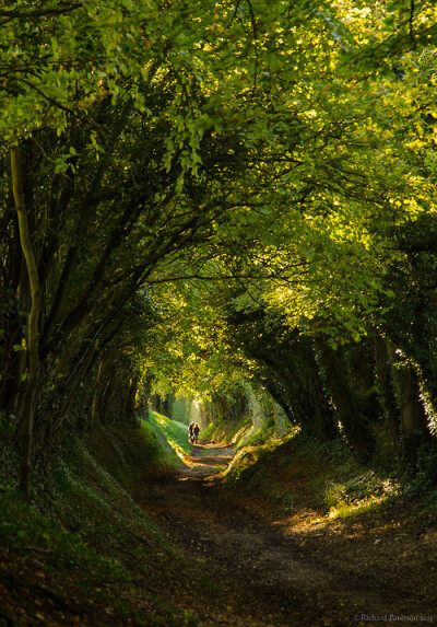 树的隧道，Halnaker，西萨塞克斯，英格兰