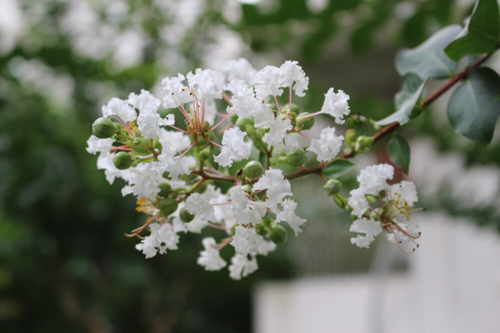 紫薇花