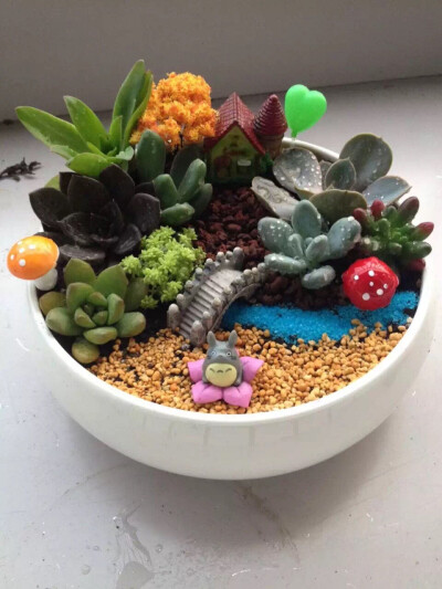 多肉，多肉组合，么么哒～