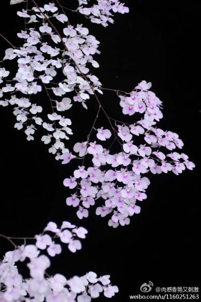 天女散花拟蝶距兰