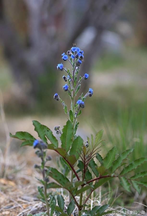 倒提壶——别名:蓝布裙,勿忘草,大肥根,大琉璃草.紫草科琉璃草属.