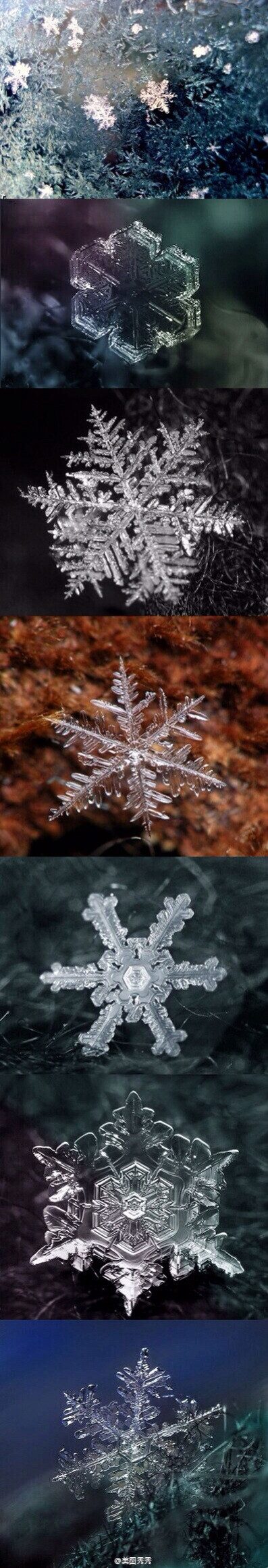 白雪皑皑，透凌冰霜花!