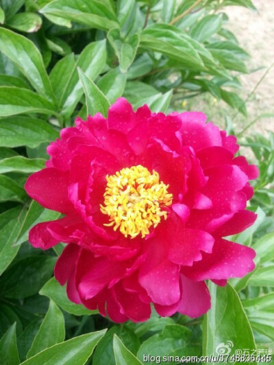 【石之若璞-花事-夏日觅花影】中文学名： 芍药~ 拉丁学名： Paeonia lactiflora~ 别称： 将离、离草、婪尾春、余容、犁食、没骨花、黑牵夷、红药等~ 老的分类系统芍药是归在“毛茛科”的~较新的分类系统中是分在“芍…