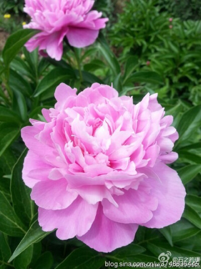 【石之若璞-花事-夏日觅花影】中文学名： 芍药~ 拉丁学名： Paeonia lactiflora~ 别称： 将离、离草、婪尾春、余容、犁食、没骨花、黑牵夷、红药等~ 老的分类系统芍药是归在“毛茛科”的~较新的分类系统中是分在“芍…