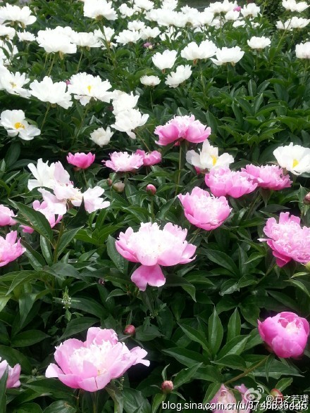 【石之若璞-花事-夏日觅花影】中文学名： 芍药~ 拉丁学名： Paeonia lactiflora~ 别称： 将离、离草、婪尾春、余容、犁食、没骨花、黑牵夷、红药等~ 老的分类系统芍药是归在“毛茛科”的~较新的分类系统中是分在“芍药科”~ 在中国的栽培历史超过4900年，是中国栽培最早的一种花卉。位列草本之首，其被人们誉为“花仙”和“花相”，且被列为“六大名花”之一，又被称为“五月花神”，因自古就作为爱情之花，现已被尊为七夕节的代表花卉~