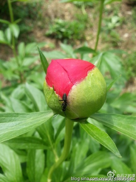 【石之若璞-花事-夏日觅花影】中文学名： 芍药~ 拉丁学名： Paeonia lactiflora~ 别称： 将离、离草、婪尾春、余容、犁食、没骨花、黑牵夷、红药等~ 老的分类系统芍药是归在“毛茛科”的~较新的分类系统中是分在“芍药科”~ 在中国的栽培历史超过4900年，是中国栽培最早的一种花卉。位列草本之首，其被人们誉为“花仙”和“花相”，且被列为“六大名花”之一，又被称为“五月花神”，因自古就作为爱情之花，现已被尊为七夕节的代表花卉~