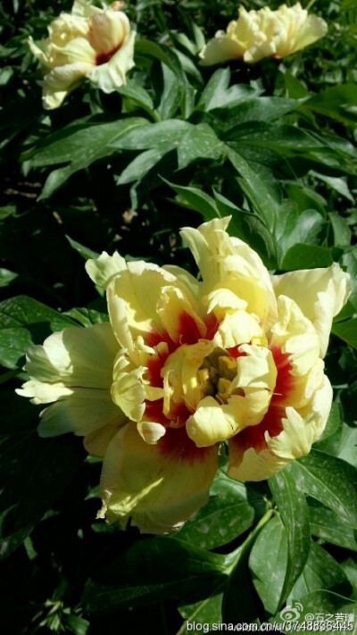 【石之若璞-花事-夏日觅花影】中文学名： 芍药~ 拉丁学名： Paeonia lactiflora~ 别称： 将离、离草、婪尾春、余容、犁食、没骨花、黑牵夷、红药等~ 老的分类系统芍药是归在“毛茛科”的~较新的分类系统中是分在“芍…