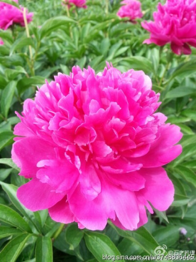 【石之若璞-花事-夏日觅花影】中文学名： 芍药~ 拉丁学名： Paeonia lactiflora~ 别称： 将离、离草、婪尾春、余容、犁食、没骨花、黑牵夷、红药等~ 老的分类系统芍药是归在“毛茛科”的~较新的分类系统中是分在“芍…