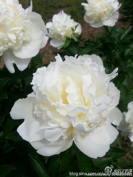 【石之若璞-花事-夏日觅花影】中文学名： 芍药~ 拉丁学名： Paeonia lactiflora~ 别称： 将离、离草、婪尾春、余容、犁食、没骨花、黑牵夷、红药等~ 老的分类系统芍药是归在“毛茛科”的~较新的分类系统中是分在“芍药科”~ 在中国的栽培历史超过4900年，是中国栽培最早的一种花卉。位列草本之首，其被人们誉为“花仙”和“花相”，且被列为“六大名花”之一，又被称为“五月花神”，因自古就作为爱情之花，现已被尊为七夕节的代表花卉~