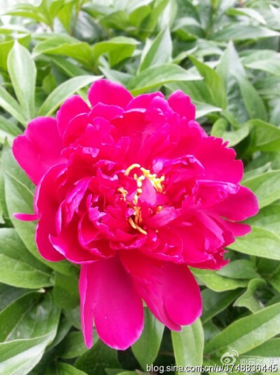 【石之若璞-花事-夏日觅花影】中文学名： 芍药~ 拉丁学名： Paeonia lactiflora~ 别称： 将离、离草、婪尾春、余容、犁食、没骨花、黑牵夷、红药等~ 老的分类系统芍药是归在“毛茛科”的~较新的分类系统中是分在“芍…