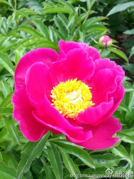 【石之若璞-花事-夏日觅花影】中文学名： 芍药~ 拉丁学名： Paeonia lactiflora~ 别称： 将离、离草、婪尾春、余容、犁食、没骨花、黑牵夷、红药等~ 老的分类系统芍药是归在“毛茛科”的~较新的分类系统中是分在“芍药科”~ 在中国的栽培历史超过4900年，是中国栽培最早的一种花卉。位列草本之首，其被人们誉为“花仙”和“花相”，且被列为“六大名花”之一，又被称为“五月花神”，因自古就作为爱情之花，现已被尊为七夕节的代表花卉~