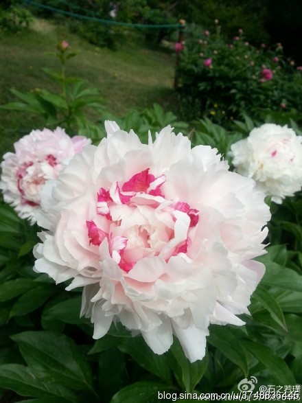 【石之若璞-花事-夏日觅花影】中文学名： 芍药~ 拉丁学名： Paeonia lactiflora~ 别称： 将离、离草、婪尾春、余容、犁食、没骨花、黑牵夷、红药等~ 老的分类系统芍药是归在“毛茛科”的~较新的分类系统中是分在“芍药科”~ 在中国的栽培历史超过4900年，是中国栽培最早的一种花卉。位列草本之首，其被人们誉为“花仙”和“花相”，且被列为“六大名花”之一，又被称为“五月花神”，因自古就作为爱情之花，现已被尊为七夕节的代表花卉~