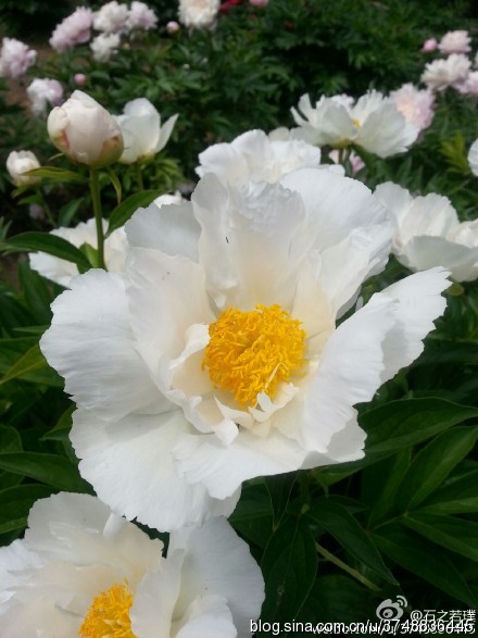 【石之若璞-花事-夏日觅花影】中文学名： 芍药~ 拉丁学名： Paeonia lactiflora~ 别称： 将离、离草、婪尾春、余容、犁食、没骨花、黑牵夷、红药等~ 老的分类系统芍药是归在“毛茛科”的~较新的分类系统中是分在“芍药科”~ 在中国的栽培历史超过4900年，是中国栽培最早的一种花卉。位列草本之首，其被人们誉为“花仙”和“花相”，且被列为“六大名花”之一，又被称为“五月花神”，因自古就作为爱情之花，现已被尊为七夕节的代表花卉~