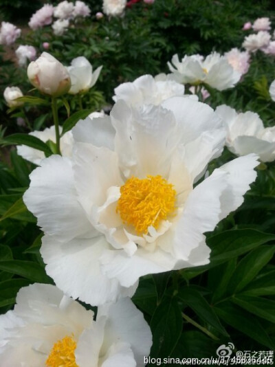 【石之若璞-花事-夏日觅花影】中文学名： 芍药~ 拉丁学名： Paeonia lactiflora~ 别称： 将离、离草、婪尾春、余容、犁食、没骨花、黑牵夷、红药等~ 老的分类系统芍药是归在“毛茛科”的~较新的分类系统中是分在“芍…