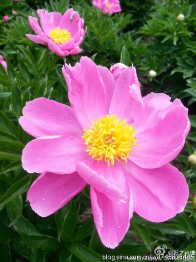 【石之若璞-花事-夏日觅花影】中文学名： 芍药~ 拉丁学名： Paeonia lactiflora~ 别称： 将离、离草、婪尾春、余容、犁食、没骨花、黑牵夷、红药等~ 老的分类系统芍药是归在“毛茛科”的~较新的分类系统中是分在“芍…