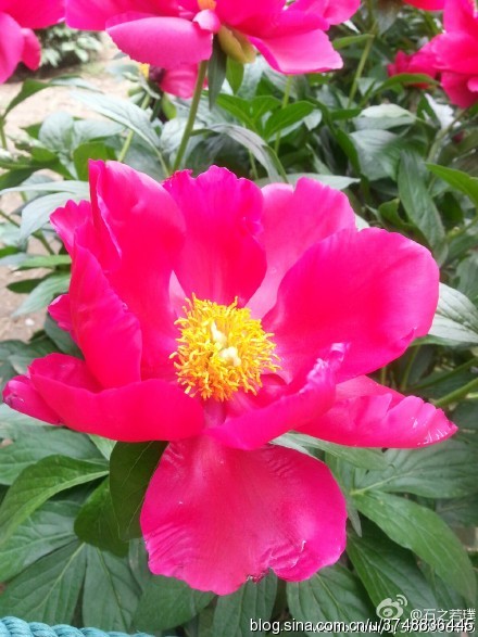 【石之若璞-花事-夏日觅花影】中文学名： 芍药~ 拉丁学名： Paeonia lactiflora~ 别称： 将离、离草、婪尾春、余容、犁食、没骨花、黑牵夷、红药等~ 老的分类系统芍药是归在“毛茛科”的~较新的分类系统中是分在“芍药科”~ 在中国的栽培历史超过4900年，是中国栽培最早的一种花卉。位列草本之首，其被人们誉为“花仙”和“花相”，且被列为“六大名花”之一，又被称为“五月花神”，因自古就作为爱情之花，现已被尊为七夕节的代表花卉~