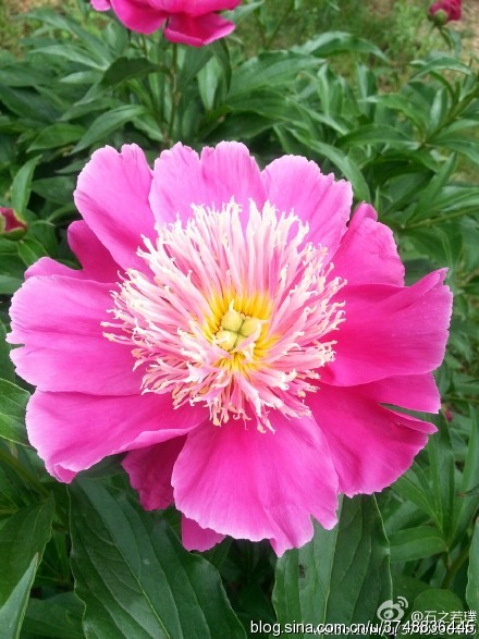 【石之若璞-花事-夏日觅花影】中文学名： 芍药~ 拉丁学名： Paeonia lactiflora~ 别称： 将离、离草、婪尾春、余容、犁食、没骨花、黑牵夷、红药等~ 老的分类系统芍药是归在“毛茛科”的~较新的分类系统中是分在“芍药科”~ 在中国的栽培历史超过4900年，是中国栽培最早的一种花卉。位列草本之首，其被人们誉为“花仙”和“花相”，且被列为“六大名花”之一，又被称为“五月花神”，因自古就作为爱情之花，现已被尊为七夕节的代表花卉~