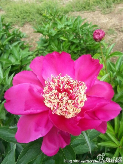 【石之若璞-花事-夏日觅花影】中文学名： 芍药~ 拉丁学名： Paeonia lactiflora~ 别称： 将离、离草、婪尾春、余容、犁食、没骨花、黑牵夷、红药等~ 老的分类系统芍药是归在“毛茛科”的~较新的分类系统中是分在“芍…