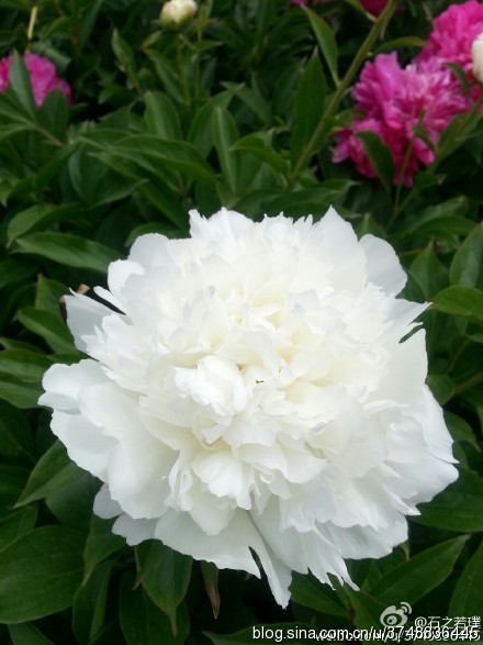 【石之若璞-花事-夏日觅花影】中文学名： 芍药~ 拉丁学名： Paeonia lactiflora~ 别称： 将离、离草、婪尾春、余容、犁食、没骨花、黑牵夷、红药等~ 老的分类系统芍药是归在“毛茛科”的~较新的分类系统中是分在“芍药科”~ 在中国的栽培历史超过4900年，是中国栽培最早的一种花卉。位列草本之首，其被人们誉为“花仙”和“花相”，且被列为“六大名花”之一，又被称为“五月花神”，因自古就作为爱情之花，现已被尊为七夕节的代表花卉~