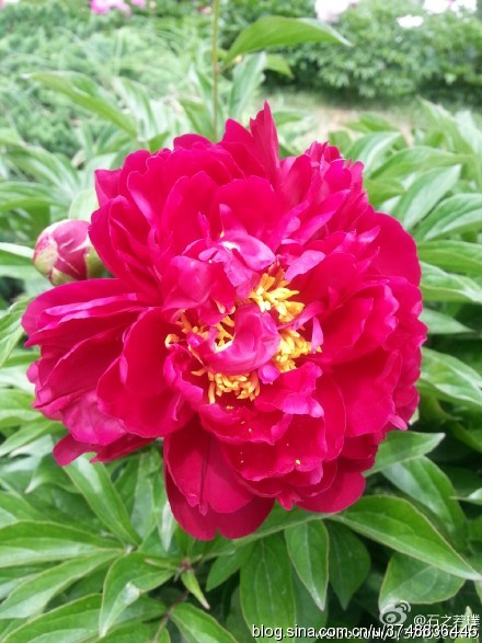 【石之若璞-花事-夏日觅花影】中文学名： 芍药~ 拉丁学名： Paeonia lactiflora~ 别称： 将离、离草、婪尾春、余容、犁食、没骨花、黑牵夷、红药等~ 老的分类系统芍药是归在“毛茛科”的~较新的分类系统中是分在“芍药科”~ 在中国的栽培历史超过4900年，是中国栽培最早的一种花卉。位列草本之首，其被人们誉为“花仙”和“花相”，且被列为“六大名花”之一，又被称为“五月花神”，因自古就作为爱情之花，现已被尊为七夕节的代表花卉~