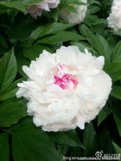 【石之若璞-花事-夏日觅花影】中文学名： 芍药~ 拉丁学名： Paeonia lactiflora~ 别称： 将离、离草、婪尾春、余容、犁食、没骨花、黑牵夷、红药等~ 老的分类系统芍药是归在“毛茛科”的~较新的分类系统中是分在“芍…