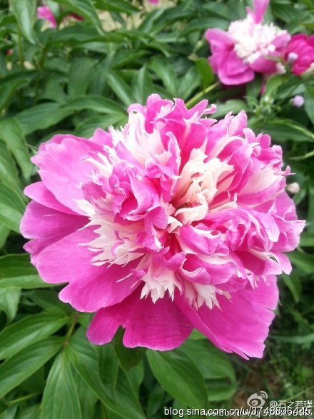 【石之若璞-花事-夏日觅花影】中文学名： 芍药~ 拉丁学名： Paeonia lactiflora~ 别称： 将离、离草、婪尾春、余容、犁食、没骨花、黑牵夷、红药等~ 老的分类系统芍药是归在“毛茛科”的~较新的分类系统中是分在“芍药科”~ 在中国的栽培历史超过4900年，是中国栽培最早的一种花卉。位列草本之首，其被人们誉为“花仙”和“花相”，且被列为“六大名花”之一，又被称为“五月花神”，因自古就作为爱情之花，现已被尊为七夕节的代表花卉~