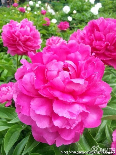 【石之若璞-花事-夏日觅花影】中文学名： 芍药~ 拉丁学名： Paeonia lactiflora~ 别称： 将离、离草、婪尾春、余容、犁食、没骨花、黑牵夷、红药等~ 老的分类系统芍药是归在“毛茛科”的~较新的分类系统中是分在“芍药科”~ 在中国的栽培历史超过4900年，是中国栽培最早的一种花卉。位列草本之首，其被人们誉为“花仙”和“花相”，且被列为“六大名花”之一，又被称为“五月花神”，因自古就作为爱情之花，现已被尊为七夕节的代表花卉~