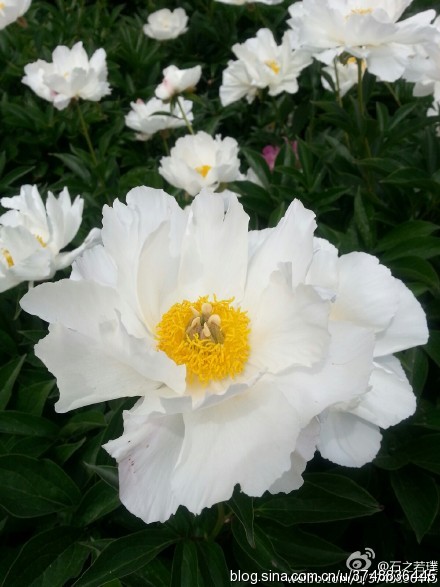 【石之若璞-花事-夏日觅花影】中文学名： 芍药~ 拉丁学名： Paeonia lactiflora~ 别称： 将离、离草、婪尾春、余容、犁食、没骨花、黑牵夷、红药等~ 老的分类系统芍药是归在“毛茛科”的~较新的分类系统中是分在“芍药科”~ 在中国的栽培历史超过4900年，是中国栽培最早的一种花卉。位列草本之首，其被人们誉为“花仙”和“花相”，且被列为“六大名花”之一，又被称为“五月花神”，因自古就作为爱情之花，现已被尊为七夕节的代表花卉~