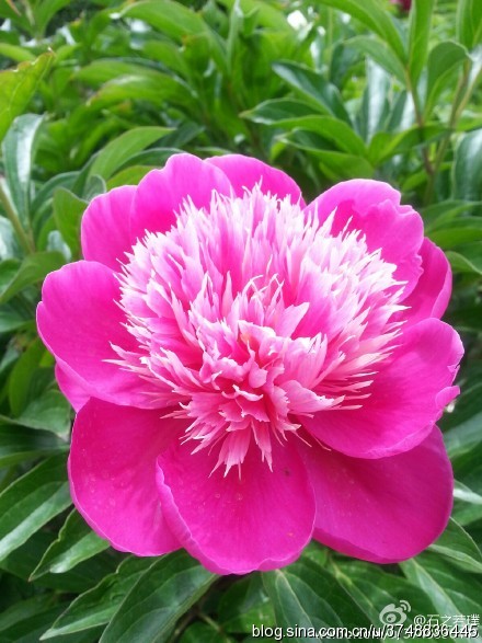 【石之若璞-花事-夏日觅花影】中文学名： 芍药~ 拉丁学名： Paeonia lactiflora~ 别称： 将离、离草、婪尾春、余容、犁食、没骨花、黑牵夷、红药等~ 老的分类系统芍药是归在“毛茛科”的~较新的分类系统中是分在“芍药科”~ 在中国的栽培历史超过4900年，是中国栽培最早的一种花卉。位列草本之首，其被人们誉为“花仙”和“花相”，且被列为“六大名花”之一，又被称为“五月花神”，因自古就作为爱情之花，现已被尊为七夕节的代表花卉~