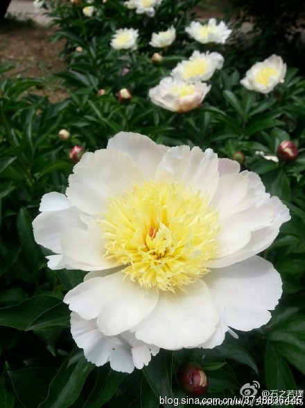 【石之若璞-花事-夏日觅花影】中文学名： 芍药~ 拉丁学名： Paeonia lactiflora~ 别称： 将离、离草、婪尾春、余容、犁食、没骨花、黑牵夷、红药等~ 老的分类系统芍药是归在“毛茛科”的~较新的分类系统中是分在“芍药科”~ 在中国的栽培历史超过4900年，是中国栽培最早的一种花卉。位列草本之首，其被人们誉为“花仙”和“花相”，且被列为“六大名花”之一，又被称为“五月花神”，因自古就作为爱情之花，现已被尊为七夕节的代表花卉~