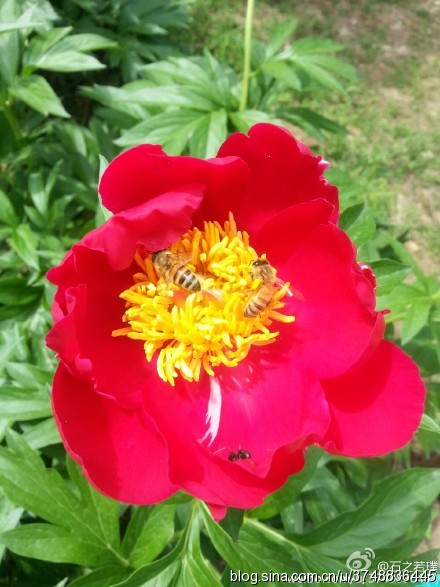 【石之若璞-花事-夏日觅花影】中文学名： 芍药~ 拉丁学名： Paeonia lactiflora~ 别称： 将离、离草、婪尾春、余容、犁食、没骨花、黑牵夷、红药等~ 老的分类系统芍药是归在“毛茛科”的~较新的分类系统中是分在“芍药科”~ 在中国的栽培历史超过4900年，是中国栽培最早的一种花卉。位列草本之首，其被人们誉为“花仙”和“花相”，且被列为“六大名花”之一，又被称为“五月花神”，因自古就作为爱情之花，现已被尊为七夕节的代表花卉~