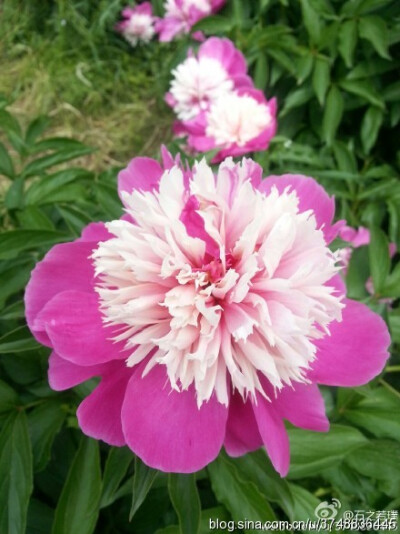 【石之若璞-花事-夏日觅花影】中文学名： 芍药~ 拉丁学名： Paeonia lactiflora~ 别称： 将离、离草、婪尾春、余容、犁食、没骨花、黑牵夷、红药等~ 老的分类系统芍药是归在“毛茛科”的~较新的分类系统中是分在“芍…